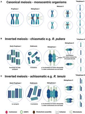 Meiosis Progression and Recombination in Holocentric Plants: What Is Known?